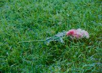 'In Passing' still 3